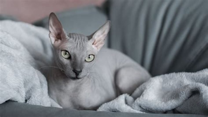 Are Sphynx Cats Hypoallergenic? The Truth Unveiled