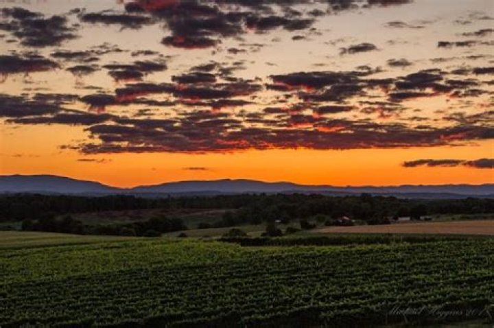 Barren Ridge Vineyards: A Journey Through Virginia's Finest Wine Experience