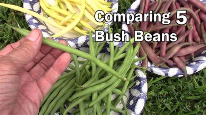 Bush Beans: The Ultimate Guide to Growing and Enjoying This Versatile Legume