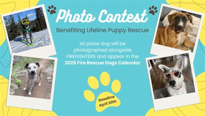 Colorado Puppy Rescue: A Lifeline for Abandoned Dogs