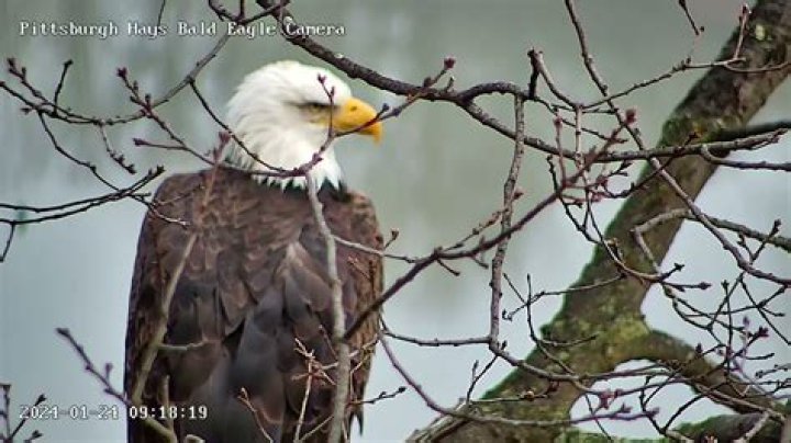 Discovering Hays Eagle Webcam: A Window into Nature's Majesty