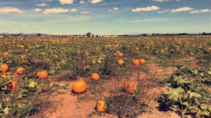 Discovering McCall's Pumpkin Patch in New Mexico: A Perfect Fall Destination
