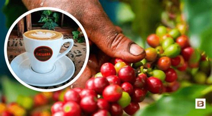 Discovering Yellow Hammer Coffee: A Deep Dive into Flavor and Craftsmanship