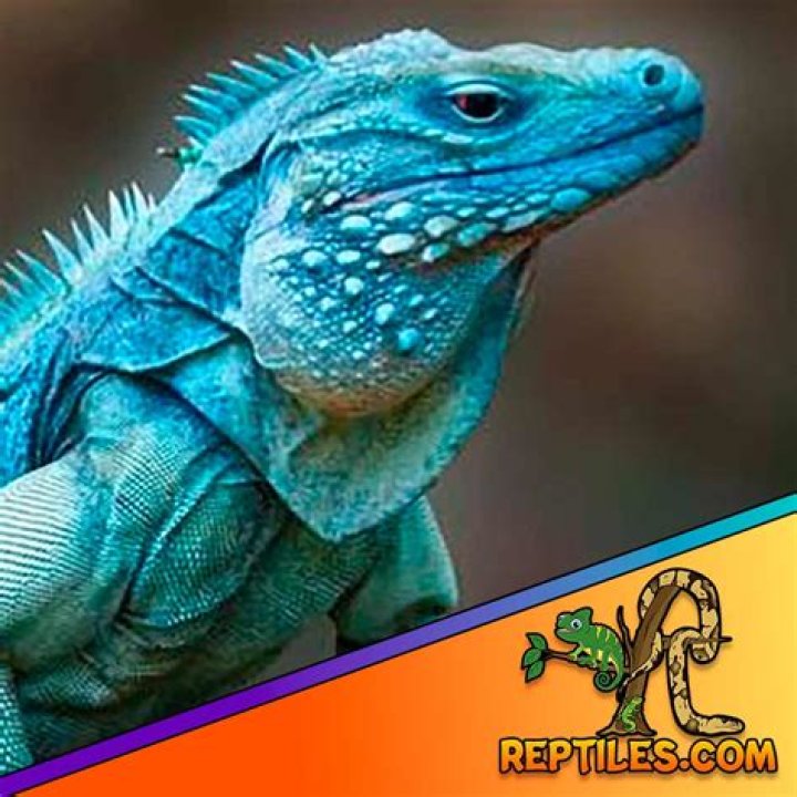 Exploring the Fascinating World of Blue Iguana SLC