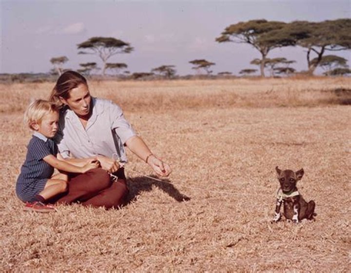 Exploring the Life and Legacy of Hugo Eric Louis Van Lawick