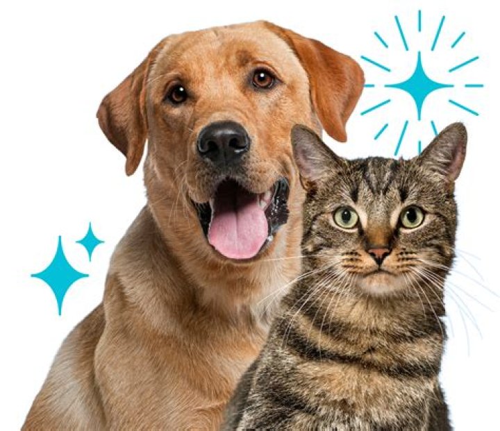 Exploring the Unique World of VegasPet
