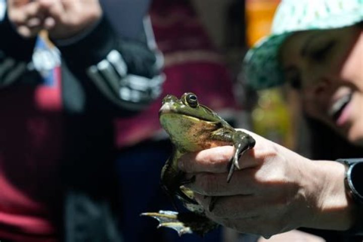 Fellsmere Frog Leg Festival: A Culinary Adventure in Florida