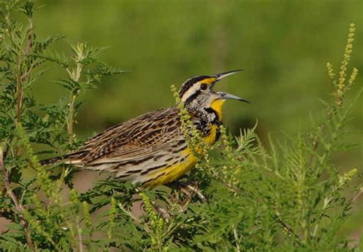 Lemon Meadowlark: The Bright Charm of Nature