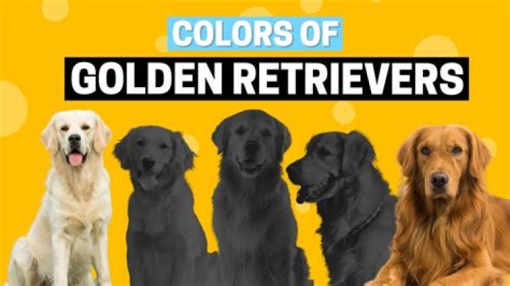Mossy Pond Retrievers: The Ultimate Guide to This Unique Dog Breed