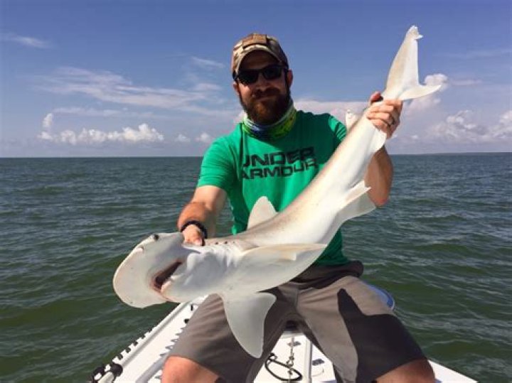 Myrtle Beach Sharks: Understanding the Coastal Predators