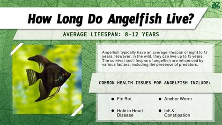 The Astonishing Lifespan of Fish: How Long Fish Can Live