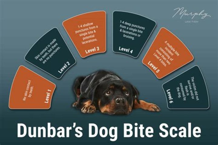 Understanding the Joys and Benefits of Dog's Play: A Comprehensive Guide