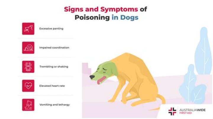 Understanding the Symptoms of Onion Poisoning in Dogs: A Comprehensive Guide