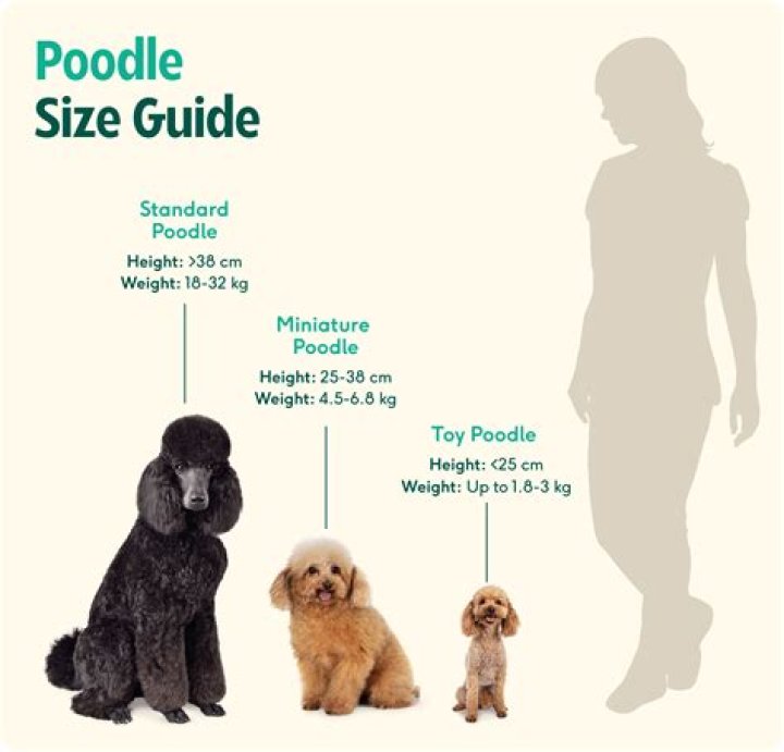 Understanding the Tea Cup Poodle: The Ultimate Guide
