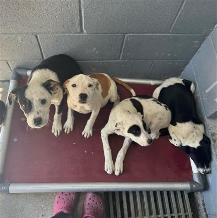 Voorhees Animal Shelter: A Comprehensive Guide to Its Mission, Services, and Community Impact